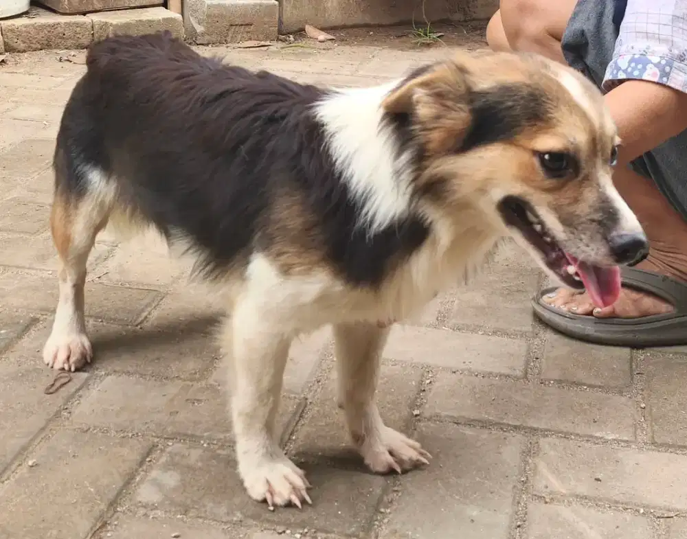 Anjing kecil lucu