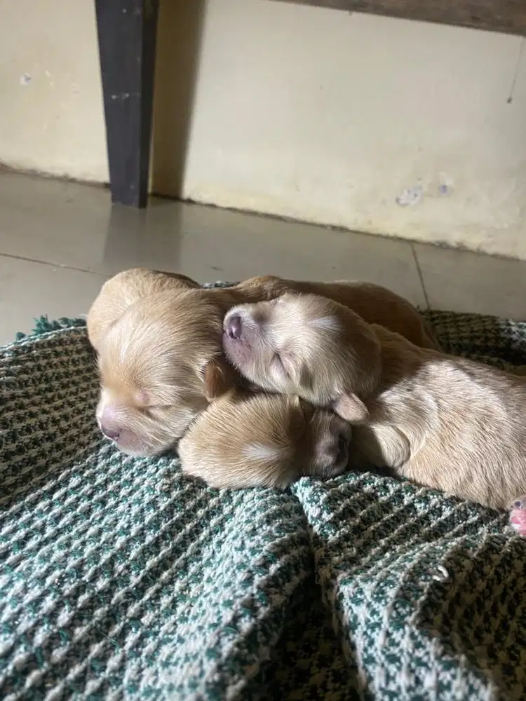 Puppy Maltipo - 1.5jt bisa nego