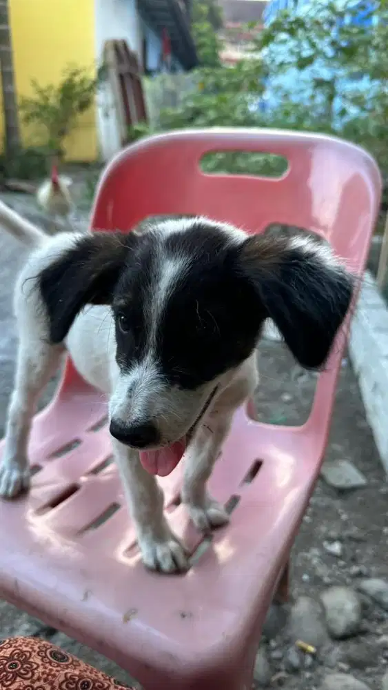 Anak anjing hitam putih