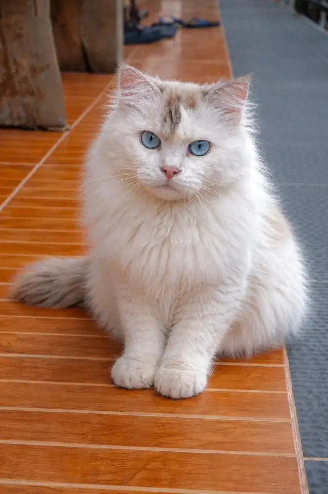 Ragdoll jantaj all parent import lepas non ped