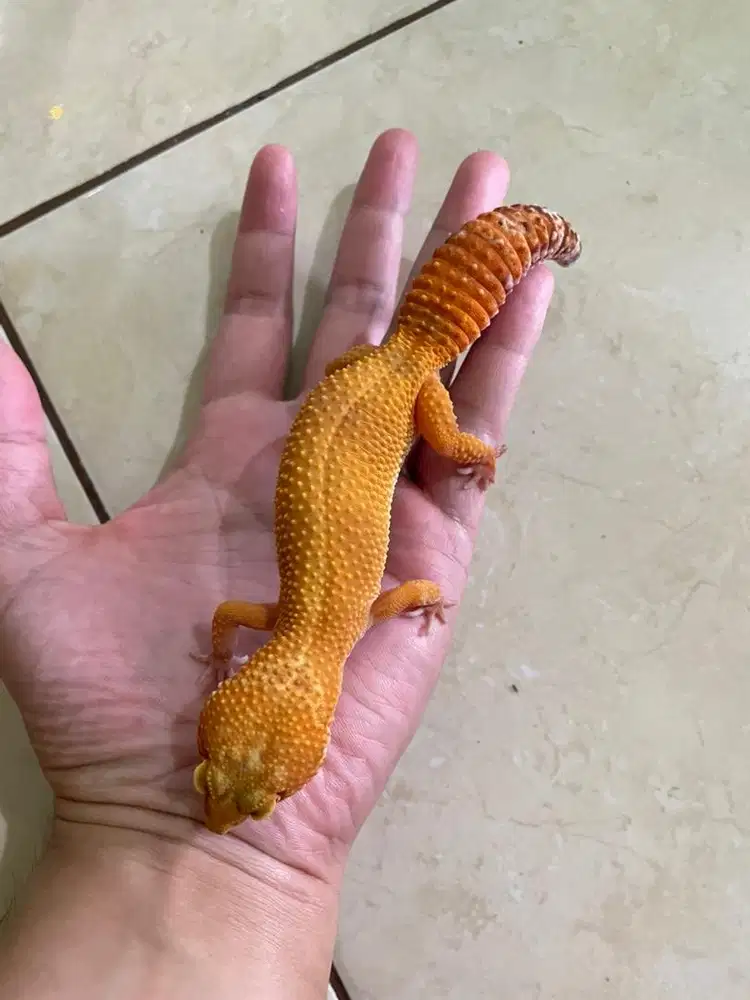 gecko sunglow female