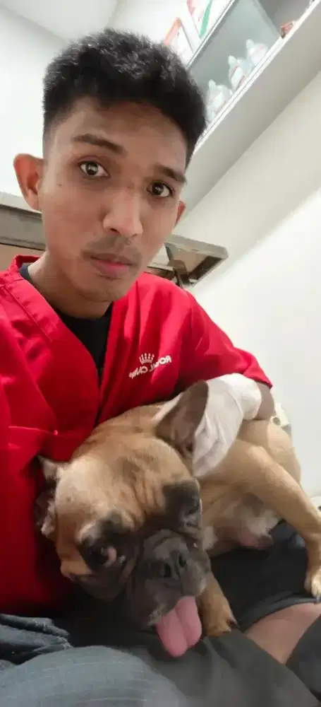 Jasa pet sister cat dan doggy