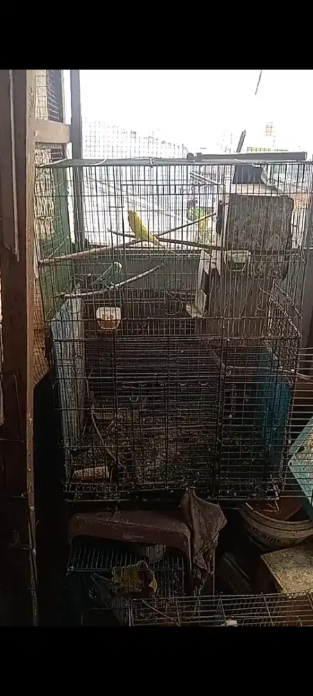 Burung parkit sepasang produksi