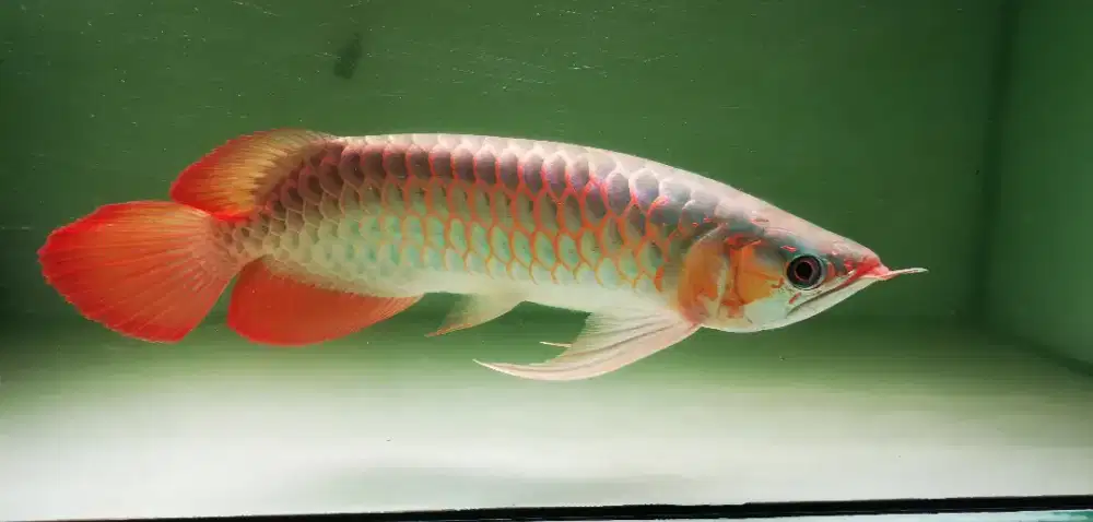 Pinset u oprek de arowana