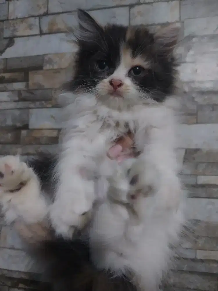 Kitten Persia Betina Usia 2 bulanan, Warna Cantik Calico