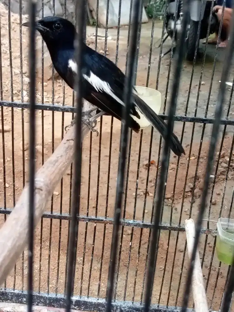 Burung Kacer fulset set