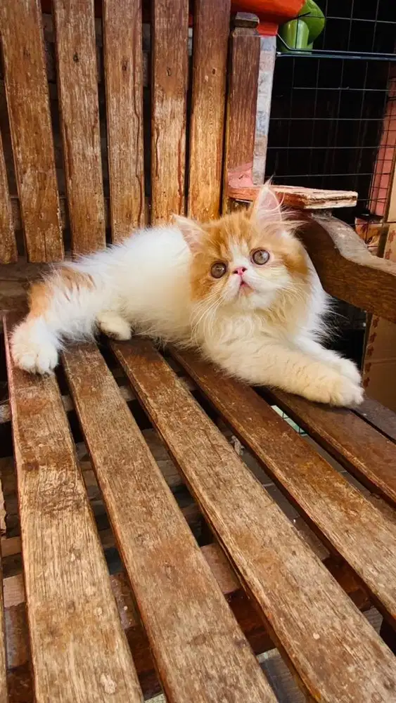 KITTEN PERSIAN LONGHAIR PEAKNOSE BULU KAPAS
