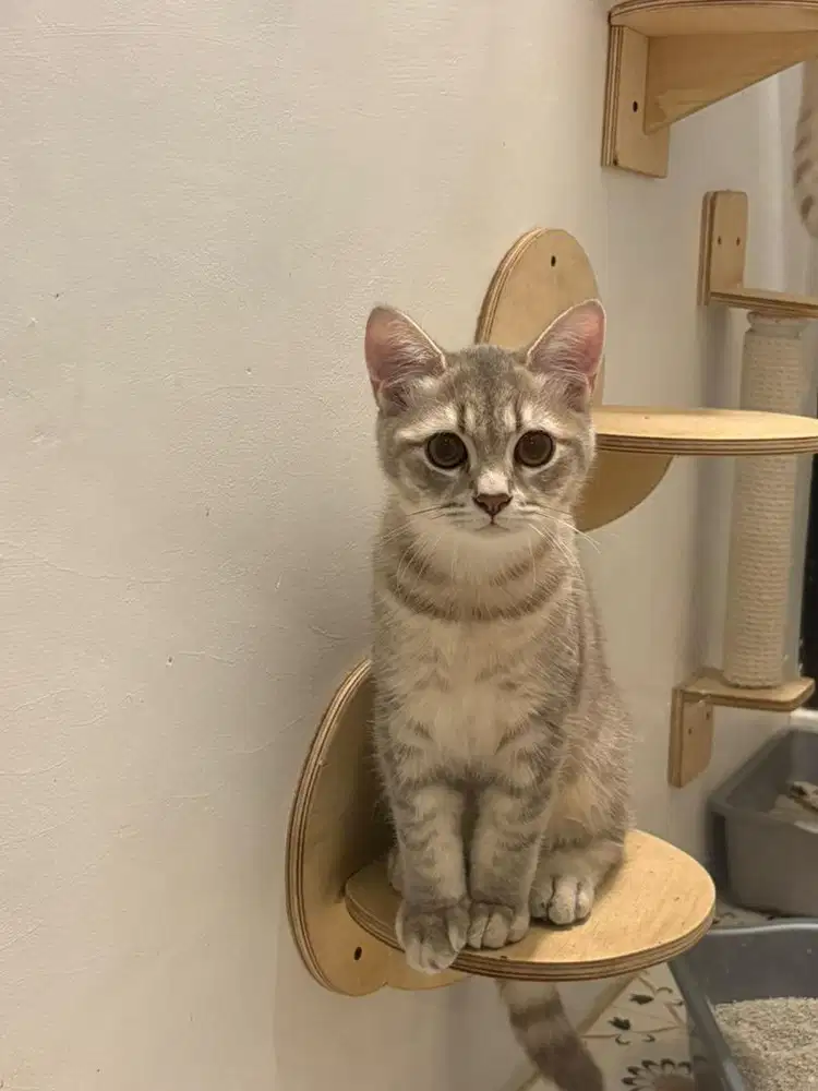 British short hair bsh