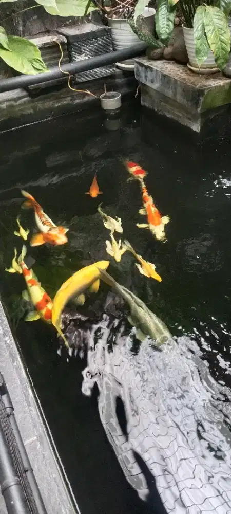 jual borongan ikan koi total 12 e