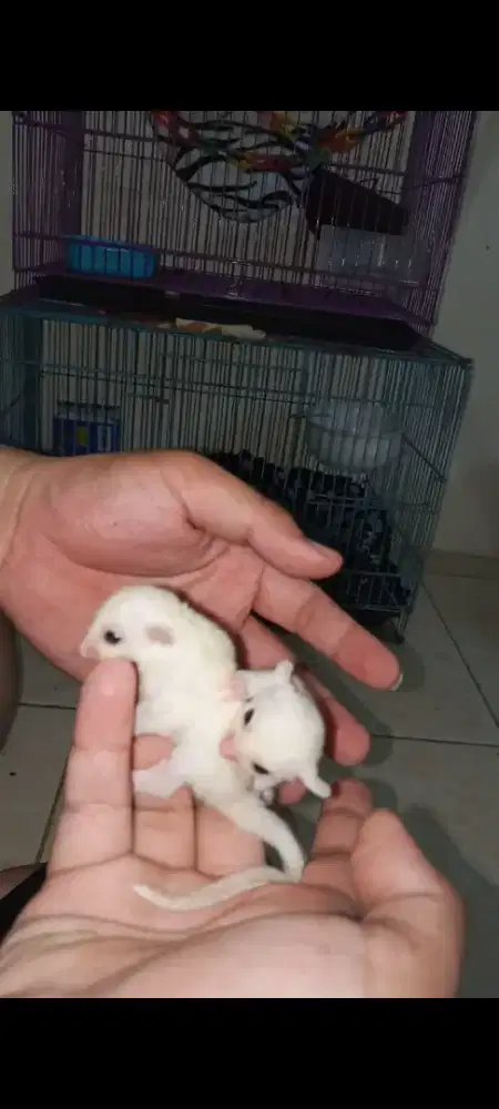 Joey sugar glider leucistic