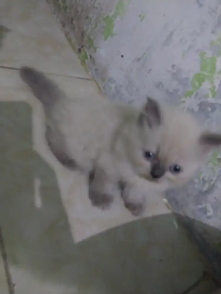 Kitten Jantan Himalaya Usia 2 Bulanan