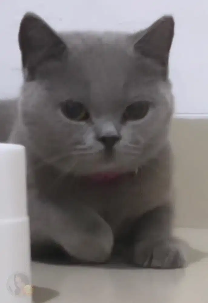 Kucing bsh british shorthair betina british short hair