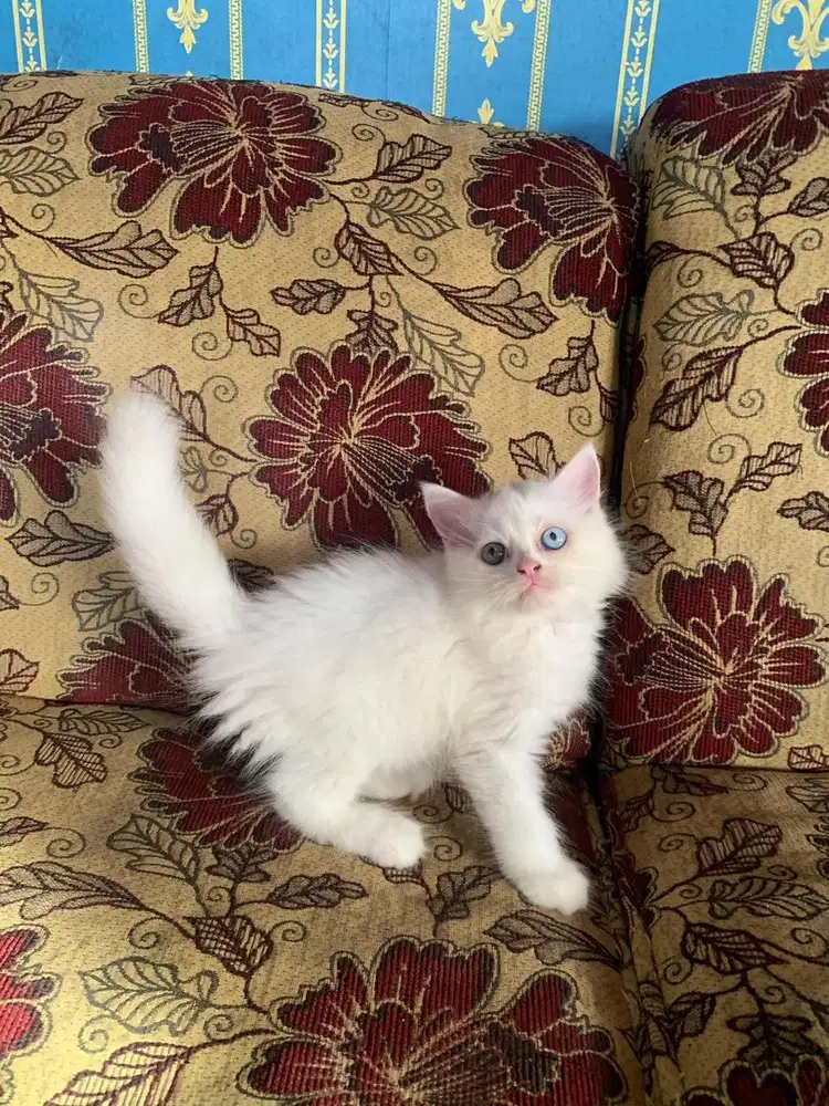 lepas adop anakan kucing