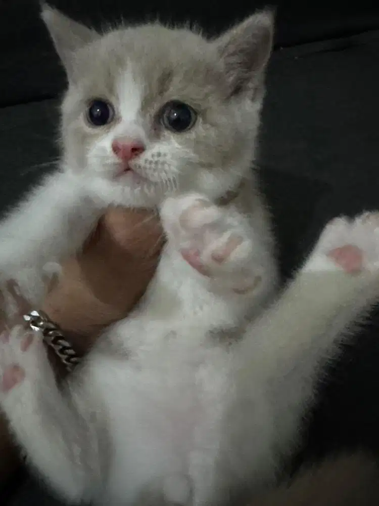Bsh creambicolour jantan 2,5bln