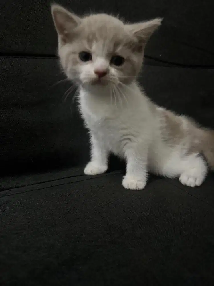 Bsh creambicolour betina