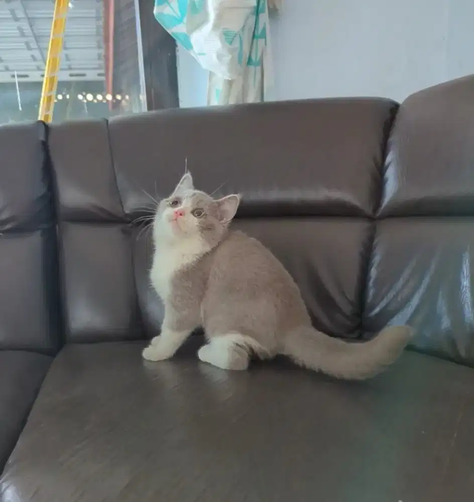 BSH jantan bico lilac