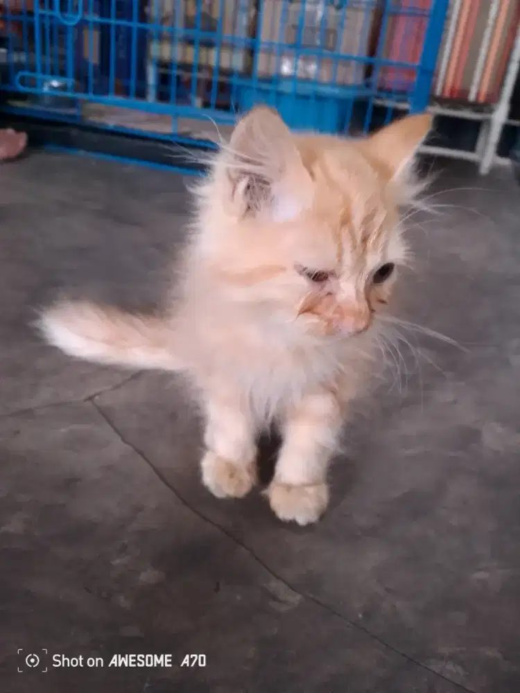 cari kerjaan pulang pergi