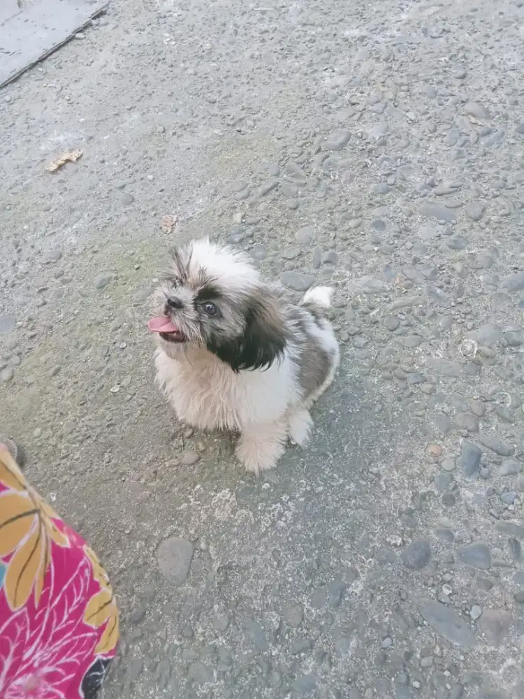 Cari tuan baru anakan shitzu