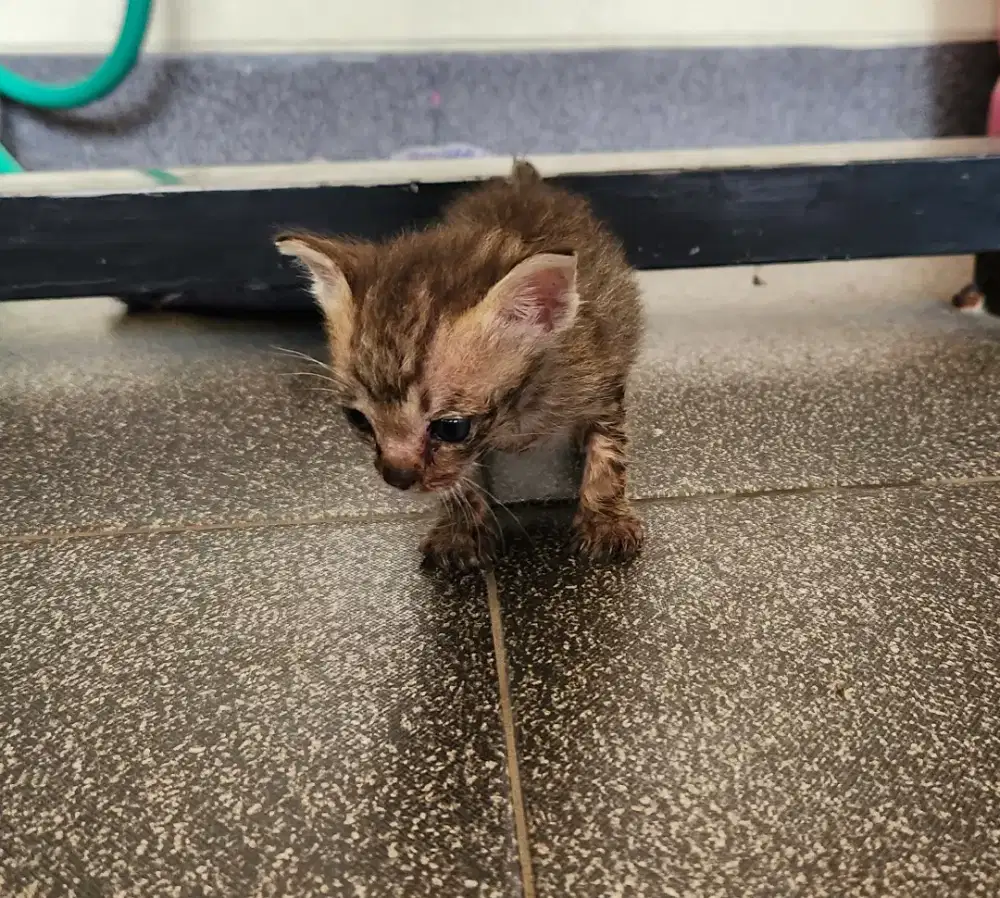 Anak kucing siap adopsi gratis