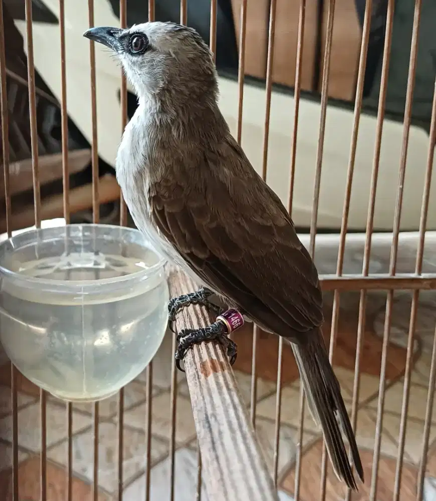 Burung cerukcuk