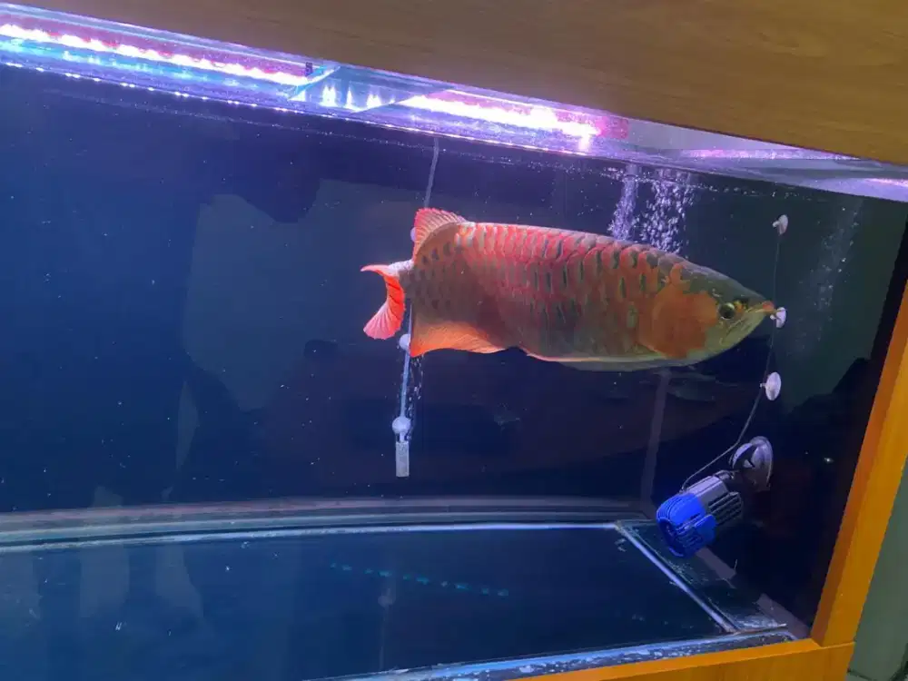 Arwana super red + akuarium