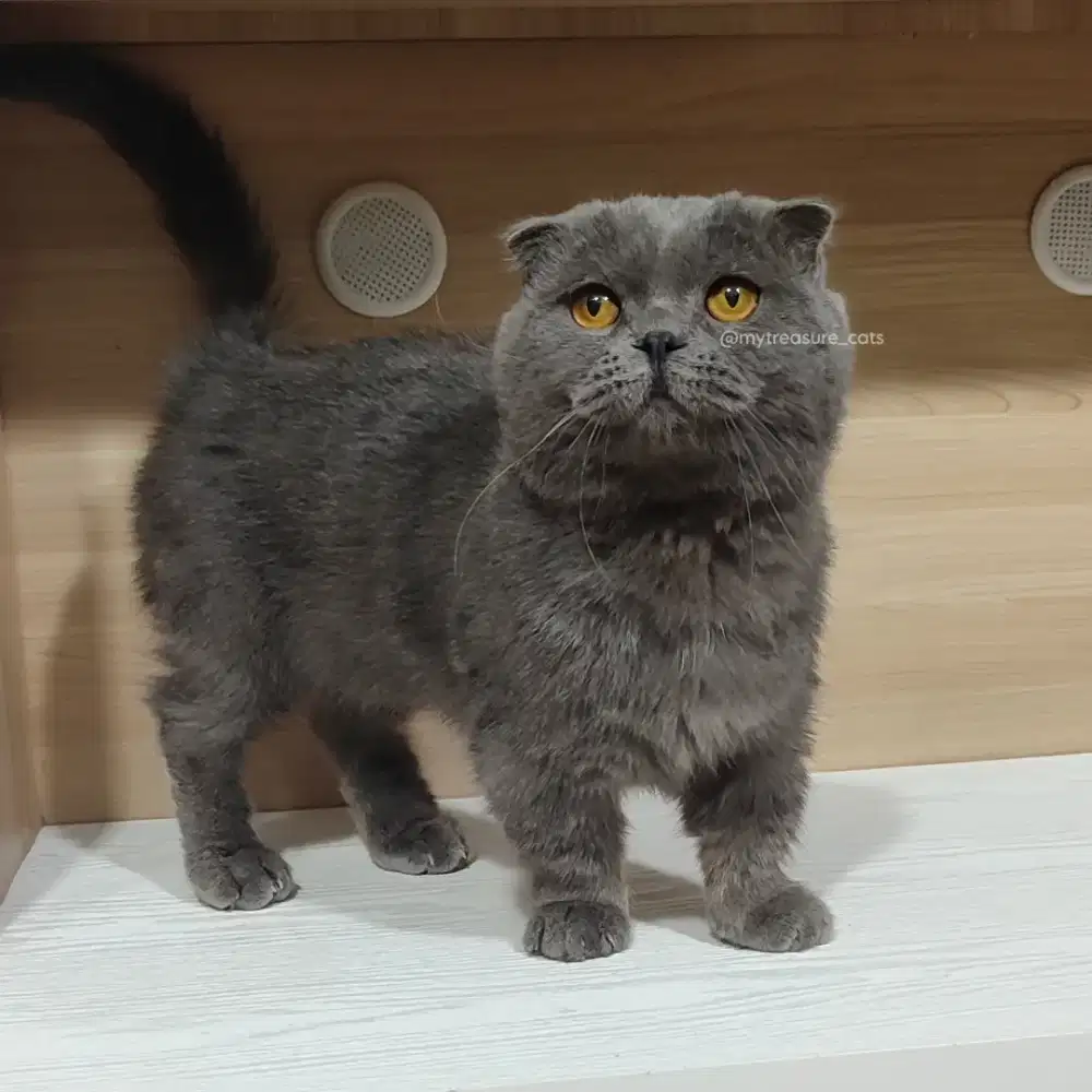 Jasa Pacak Gaelic Fold / Munchkin Scottish Fold Blue line Vietnam