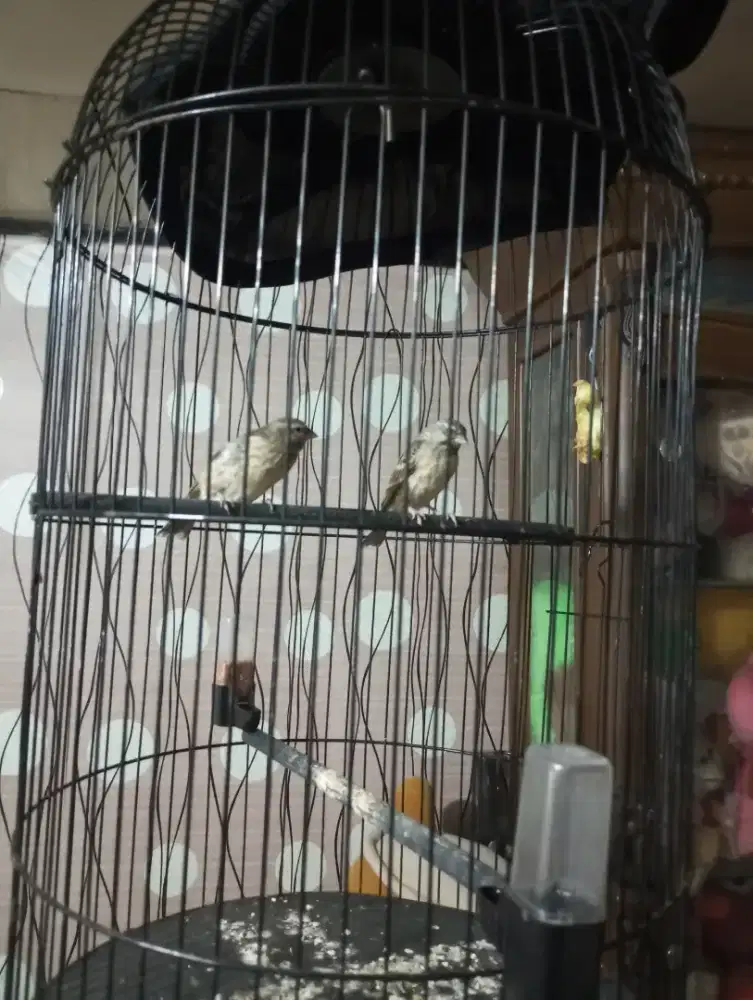 Blackstrot Sepasang