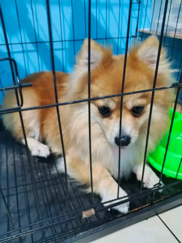 POMERANIAN OPEN ADOPT BETINA 2TAHUN