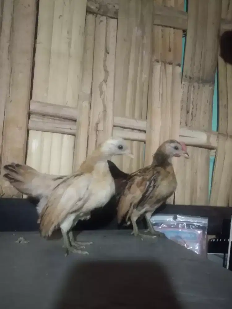 Ayam serama sepasang