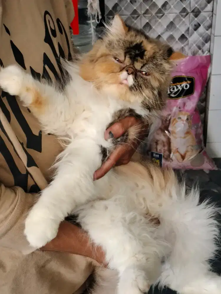 Peaknose Calico Betina