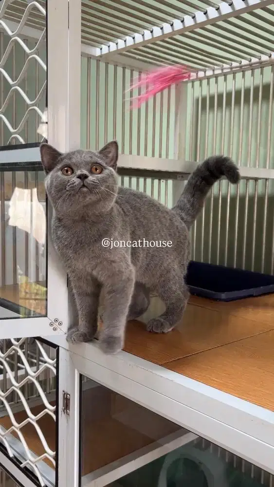 British Shorthair (BSH)