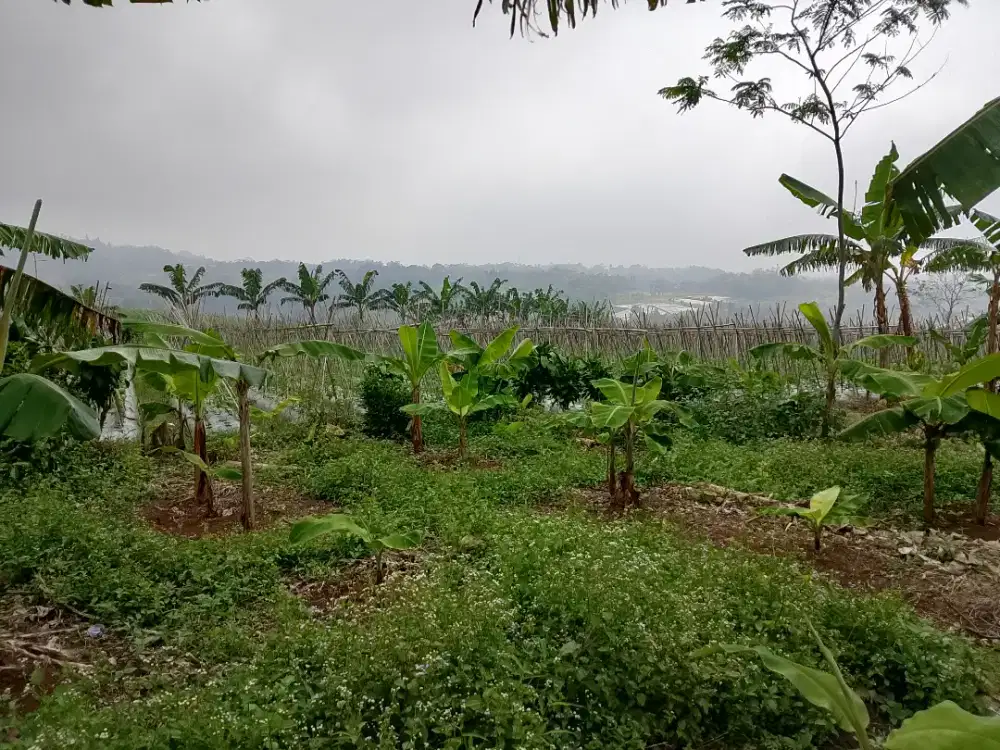 Lahan kebon cocok untuk nanam sayuran cocok juga untuk ternak