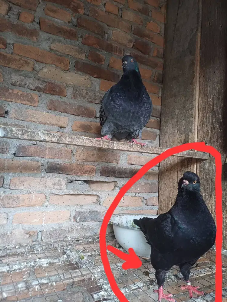 Burung hias mondain dan sk