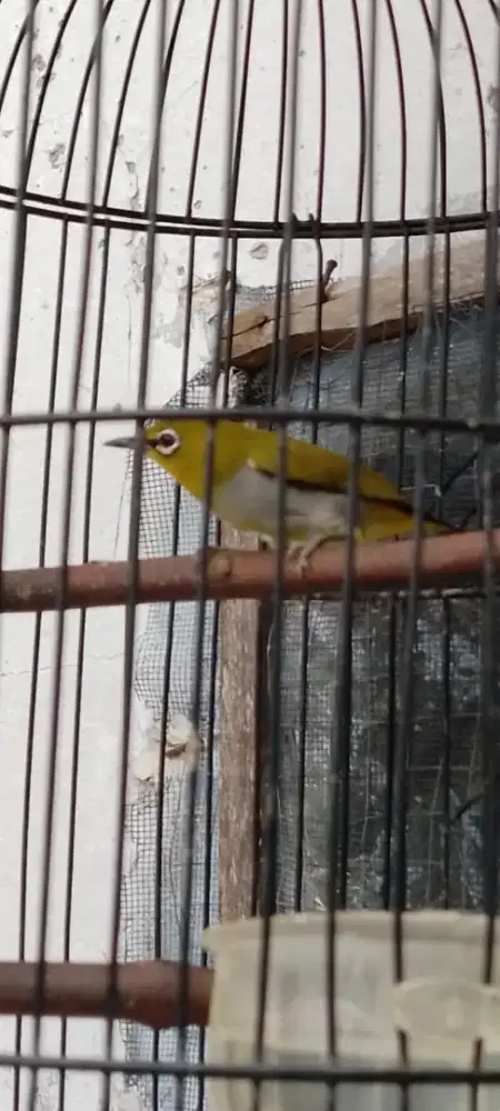 Jual burung kecil kacamata ngacor