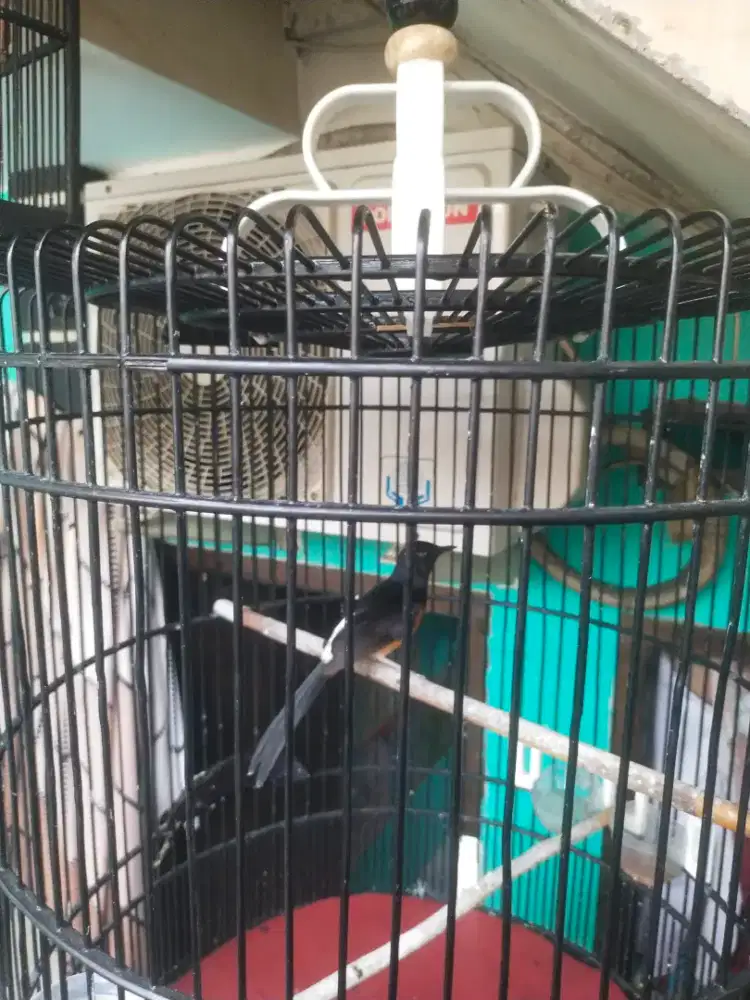 Burung murai batu Medan jantan pastol