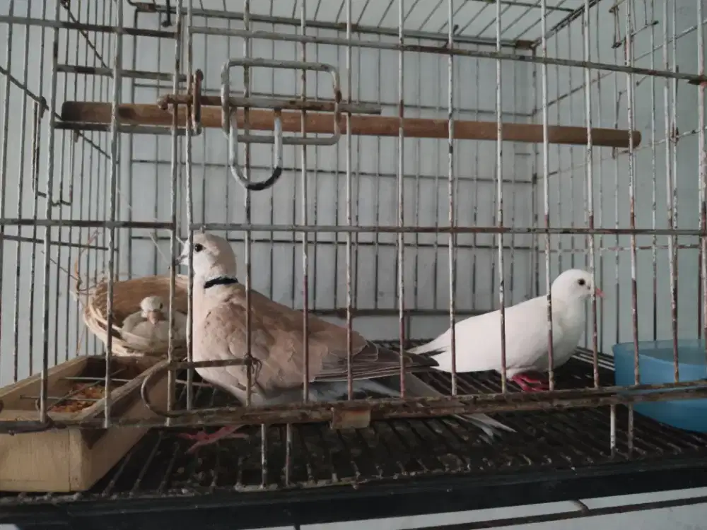Burung Puter sepasang + Anakan