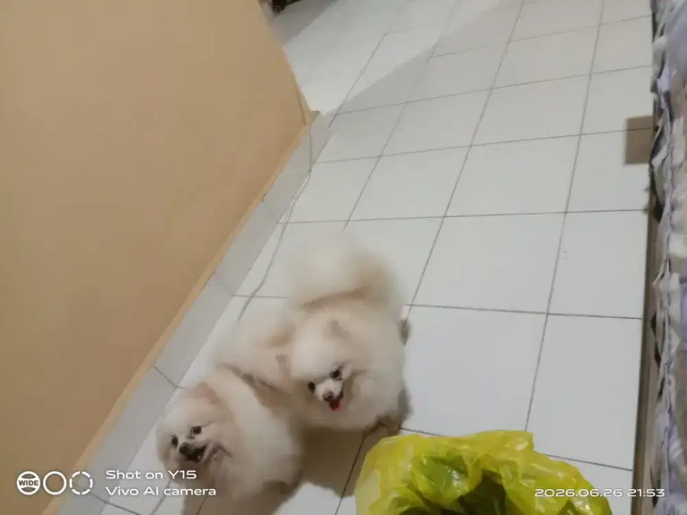 Super mini pom jantan dan betina