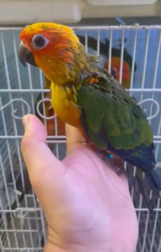 anakan burung sanconure usia 1 bulan kondisi mulus sehat