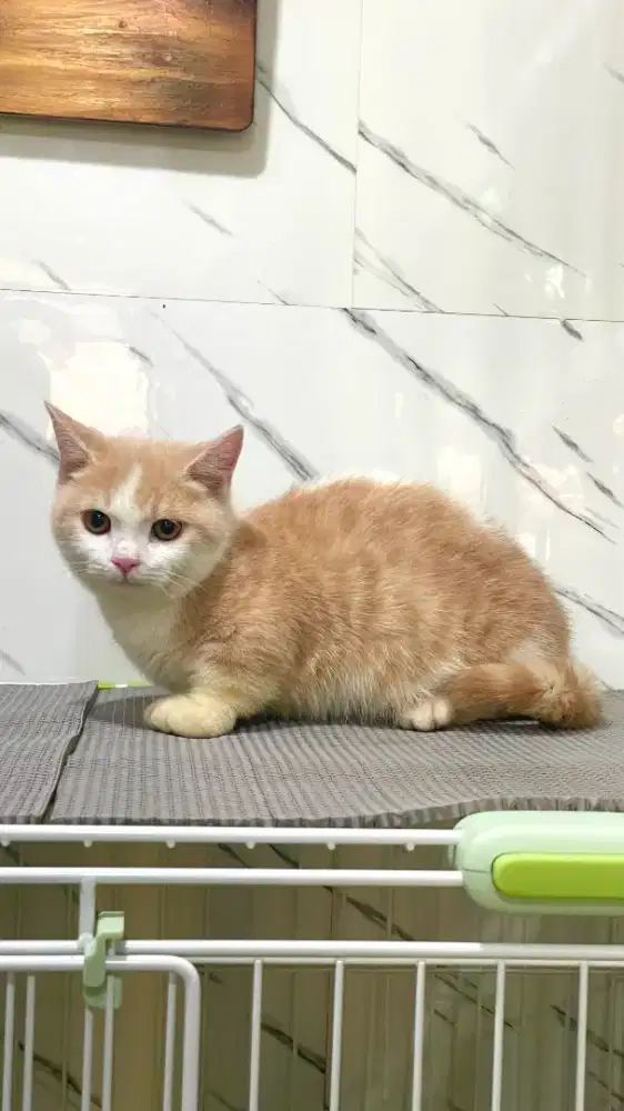 Munchkin jantan 4 bulan bico cream