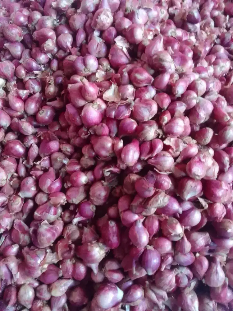 Bawang merah Brebes ndoll joss