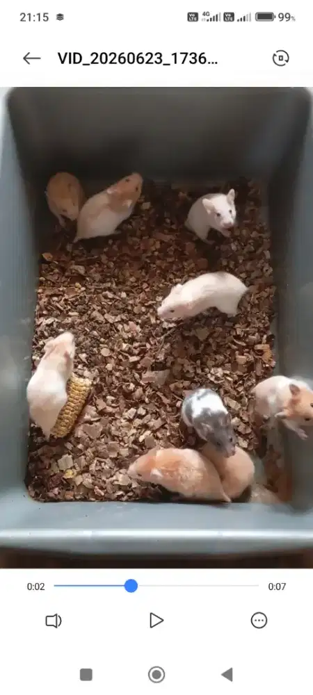 Hamster sirian  .