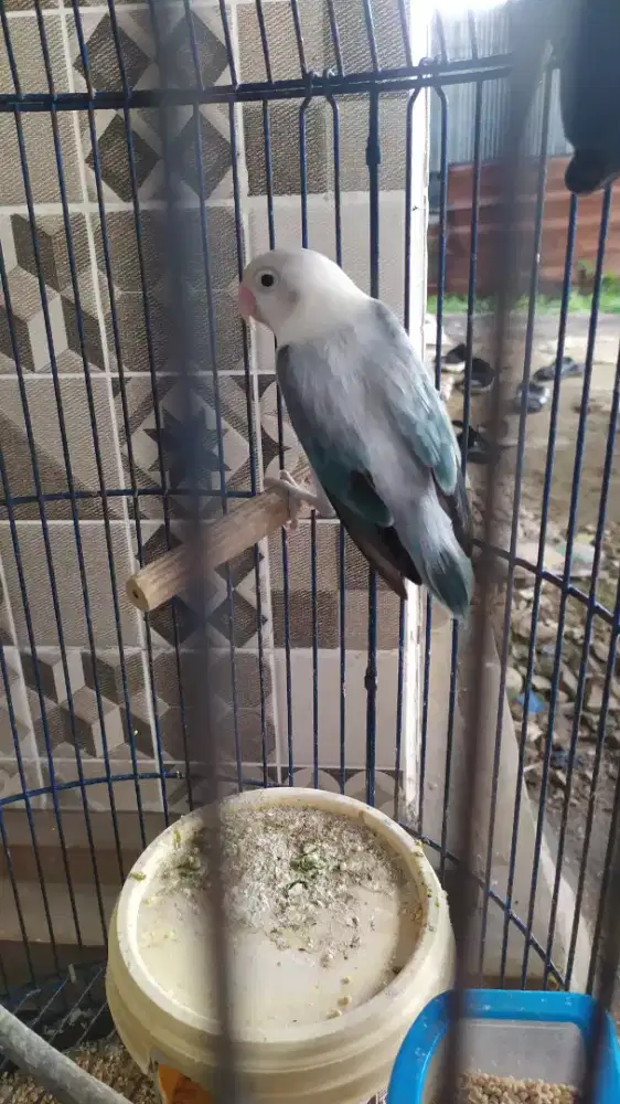 Burung LB bio ewing blue