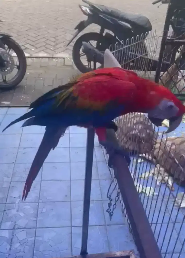 Burung Sanconure warna merah kuning jinak total mulus