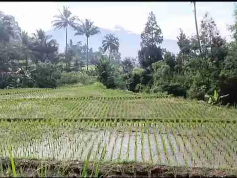 Di jual  tanah pinggir sungai sangat cocok untuk usaha perikanan kolam raning.