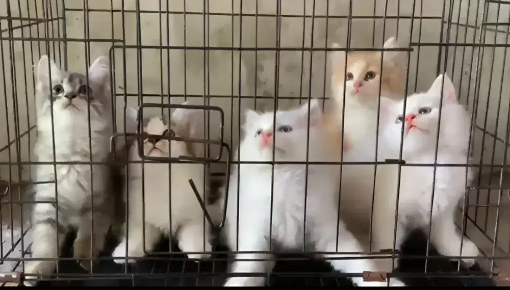 Kucing kitten persia medium 7 ekor / anggora / himalaya / peaknose