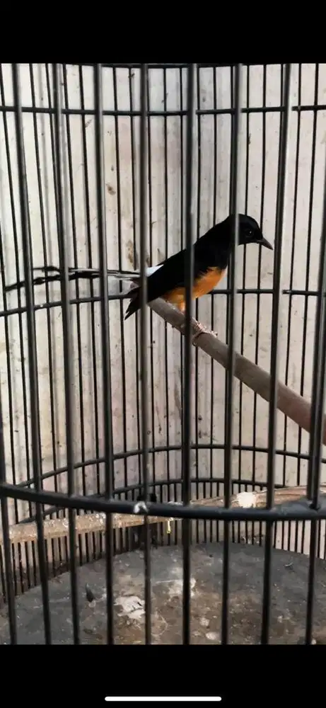 Murai batu isian josjis ada video pas lagi narung sendirian