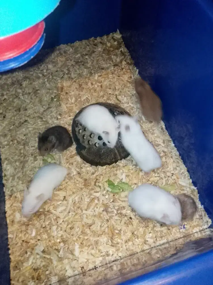 Jual hamster syrian anak kan