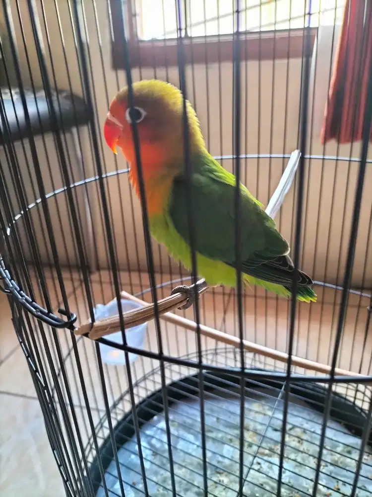 Lovebird paud ijo sehat