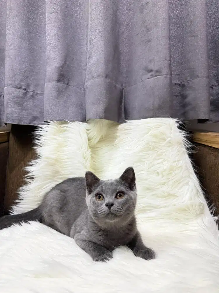 Adopt kucing bsh bandung