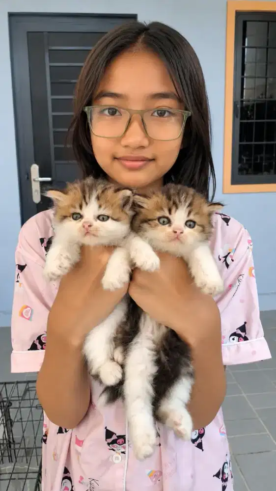 Kucing persian betina
